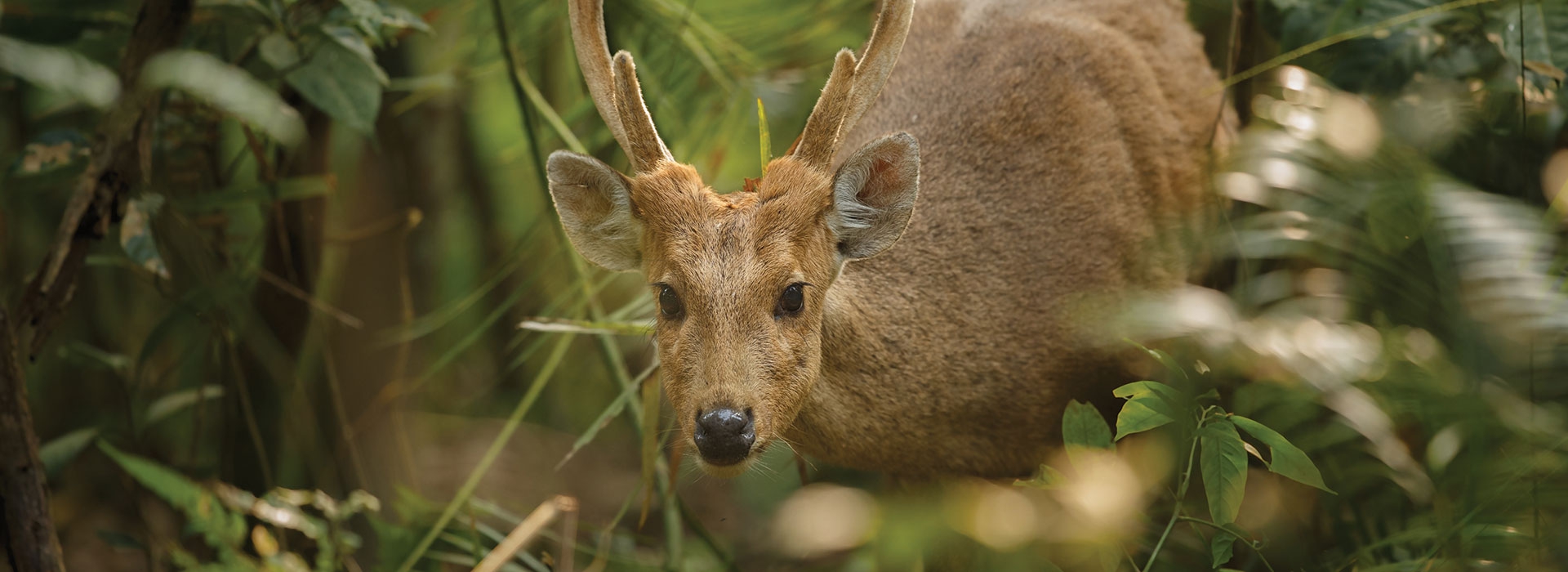 Short Escape Kaziranga National Park