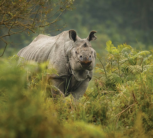 4 Days Tour of Mystic Meghalaya