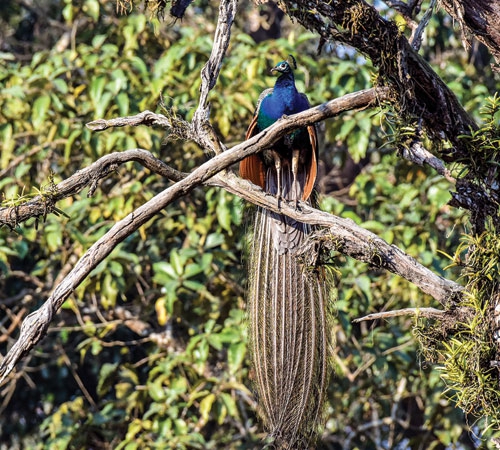 4 Night 5 Days Dooars Tour