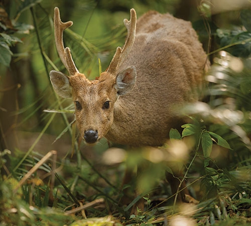 Short Escape Kaziranga National Park