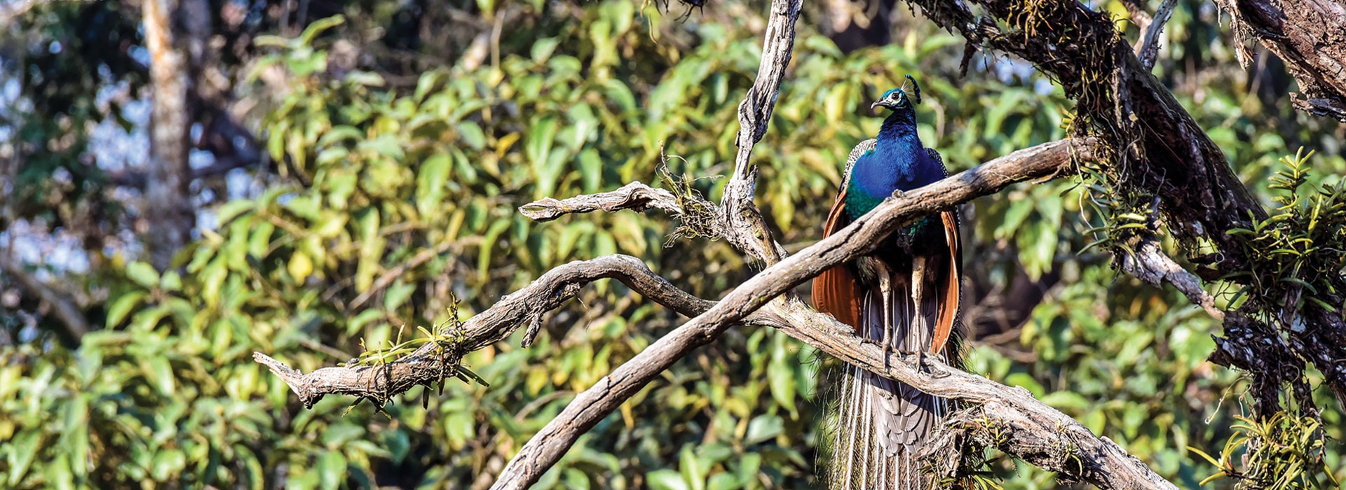 4 Night 5 Days Dooars Tour